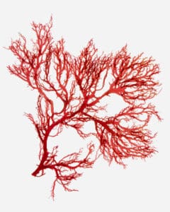 Red Algae in skincare