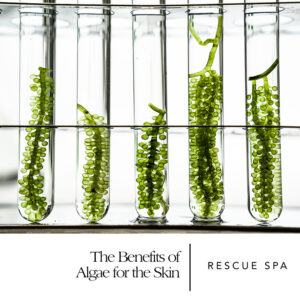 The Benefits of Algae for the Skin